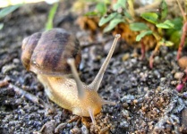 image of animal