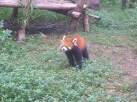 image of lesser_panda