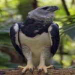 image of harpy_eagle #17