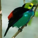 image of bird