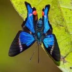 image of animal