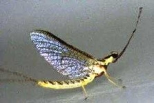 image of mayfly