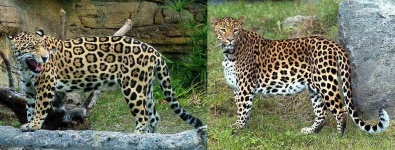 image of jaguar_car
