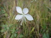 image of flower