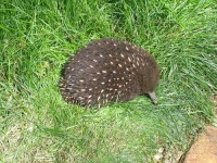 image of echidna