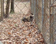 image of african_hunting_dog
