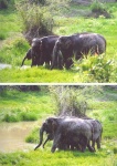 image of indian_elephant