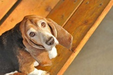 image of animal