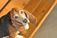 image of basset_hound #3