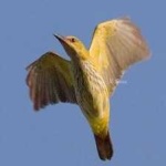 image of bird
