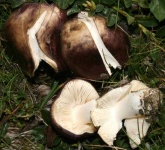 image of mushrooms