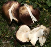 image of russula #12