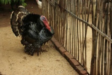image of animal