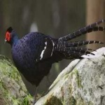 image of bird