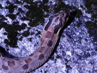 image of hognose_snake #34