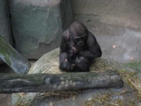 image of gorilla