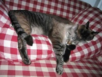 image of siamese_cat
