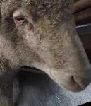 image of animal