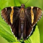 image of banded_butterfly #25