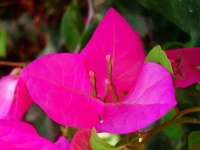 image of flower