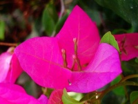 image of bougainvillea #31