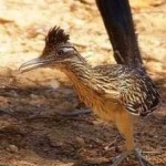 image of bird