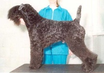 image of kerry_blue_terrier