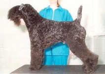 image of kerry_blue_terrier #22