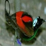 image of wilsons_bird_of_paradise