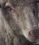 image of animal