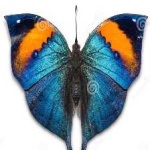 image of animal