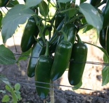 image of fruit_and_vegetable