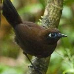 image of bird