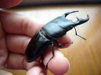 image of beetle #10