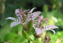 image of flower