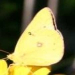 image of animal