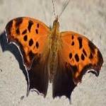 image of animal