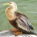 image of bird