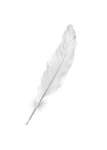 image of feather