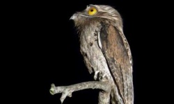 image of potoo