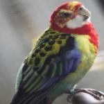 image of bird