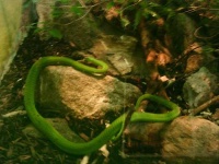 image of green_snake