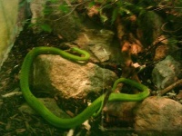 image of Green Snake