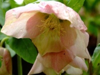 image of flower