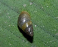 image of snail