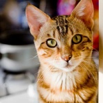 image of animal