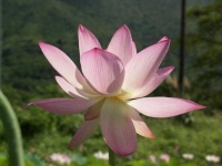 image of flower