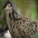 image of bird