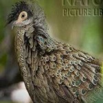 image of bornean_pheasant #2