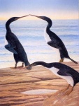 image of penguin